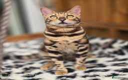 Bengal cats for sale: Gorgeous Hot Brown Bengal Queen  - Image 3