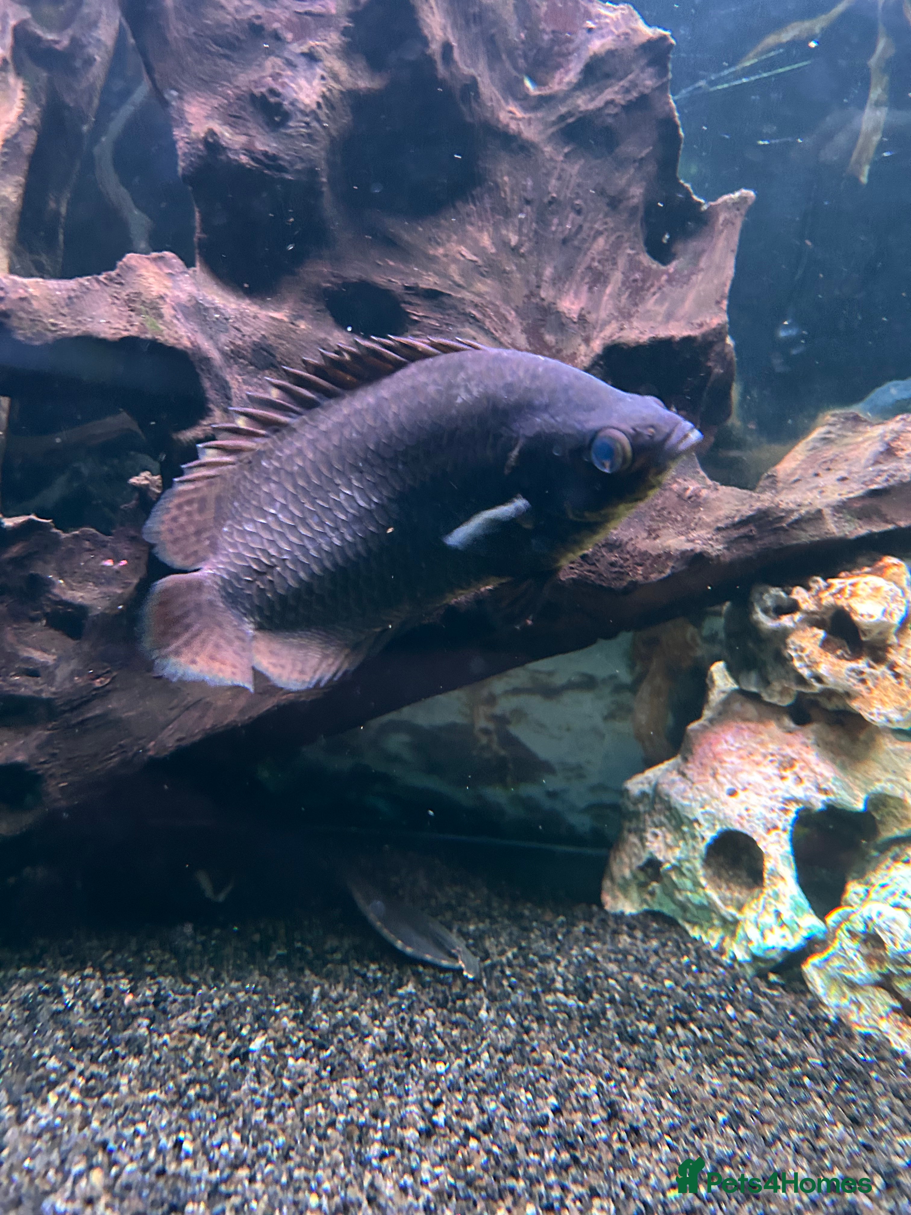 Gouramis fish Leopard  Bush Fish - FREE  in Gravesend - Advert 3