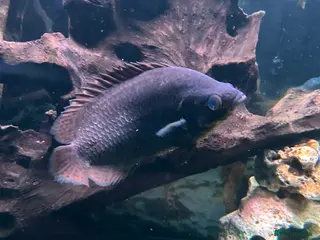 Gouramis fish Leopard Bush Fish - FREE in Gravesend - Advert 3