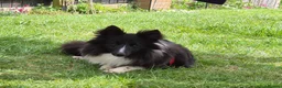 Shetland Sheepdog dogs for sale: Bi black shetland sheepdog  in Spalding - Advert 3