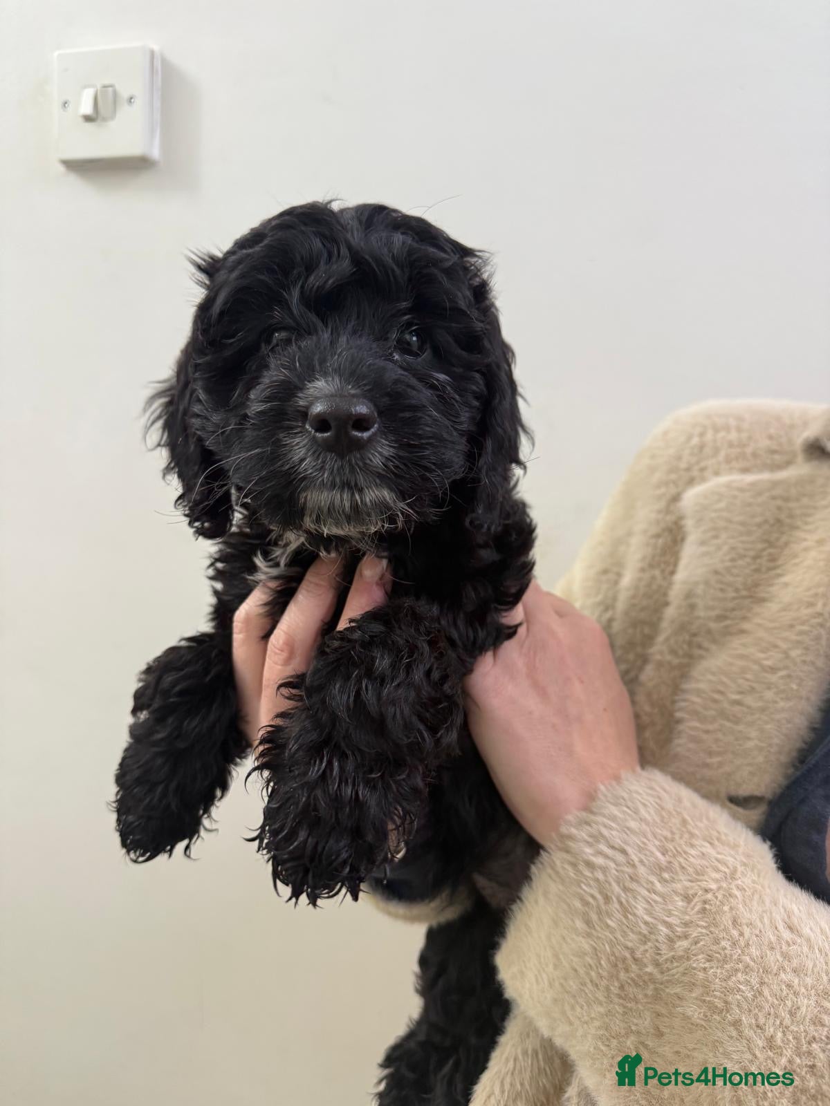 Cockapoo dogs Gorgeous F1 Cockapoos - Advert 2