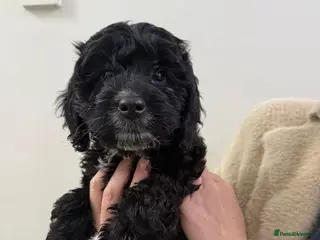 Cockapoo dogs Gorgeous F1 Cockapoos - Advert 18