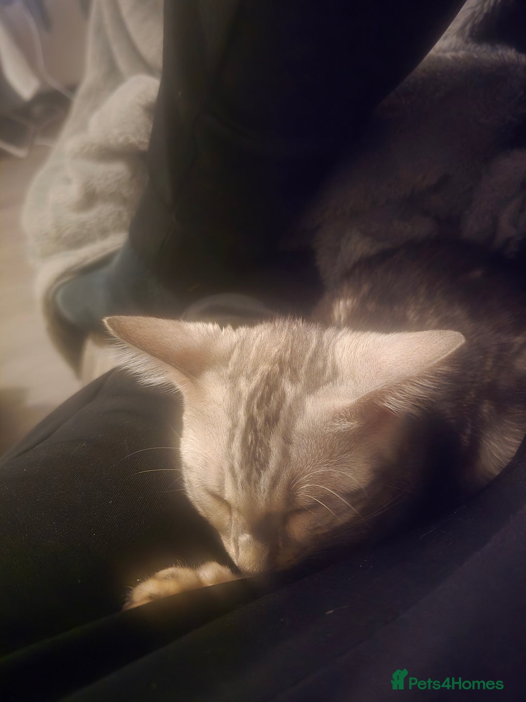 Bengal cats for sale: Bengal Kitten available  - Image 3