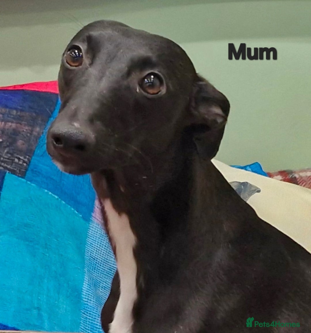 Whippet dogs for sale: Five Star KC Whippet Puppies - Image 15