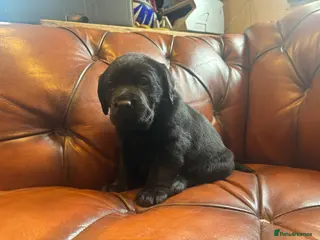 Labrador Retriever dogs Chunky Labrador Puppies - Advert 18