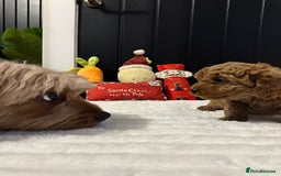 Cavapoo dogs for sale: CAVAPOOS  - Advert 7