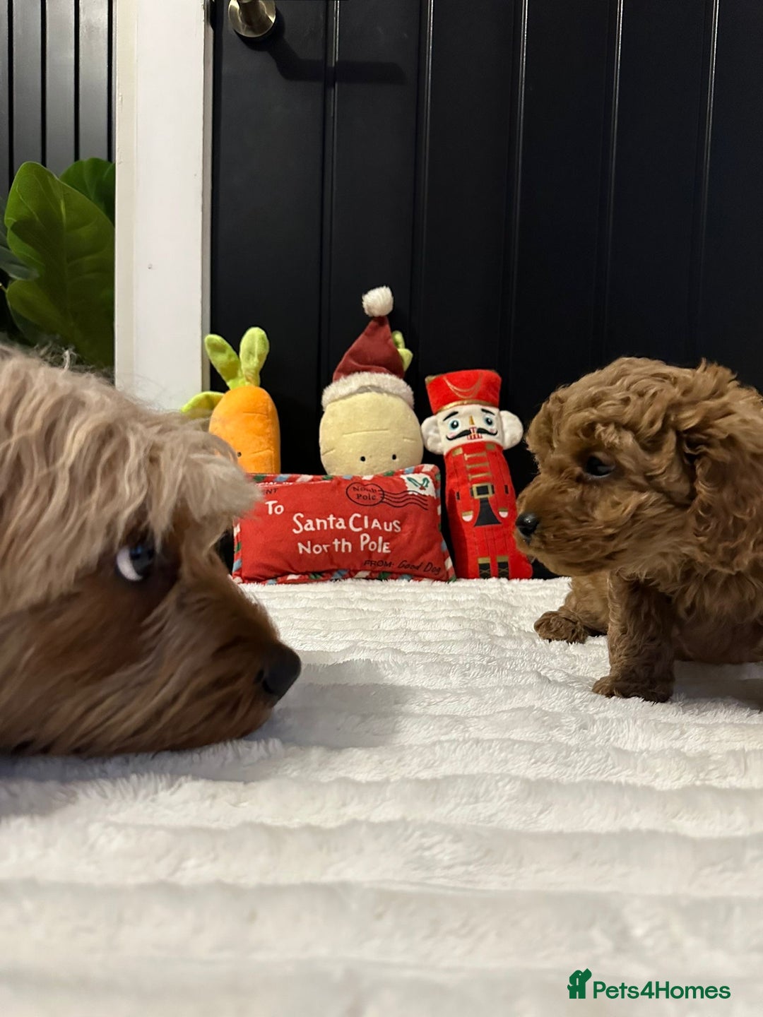 Cavapoo dogs for sale: CAVAPOOS  - Advert 7