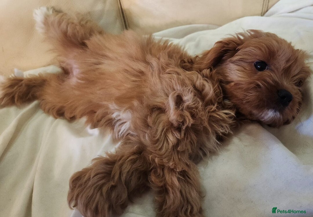 Cavapoo dogs for sale: Adorable Red&White Cavapoo Puppies Available Now  - Advert 11