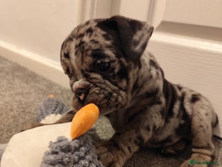 Mixed Breed dogs 🐾🐶Stunning New English Bulldog Puppies🐶🐾 - Advert 5