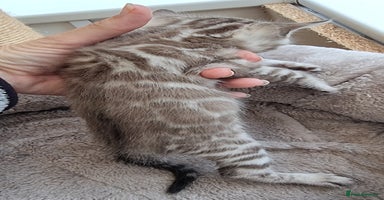 Bengal cats - Advert 3