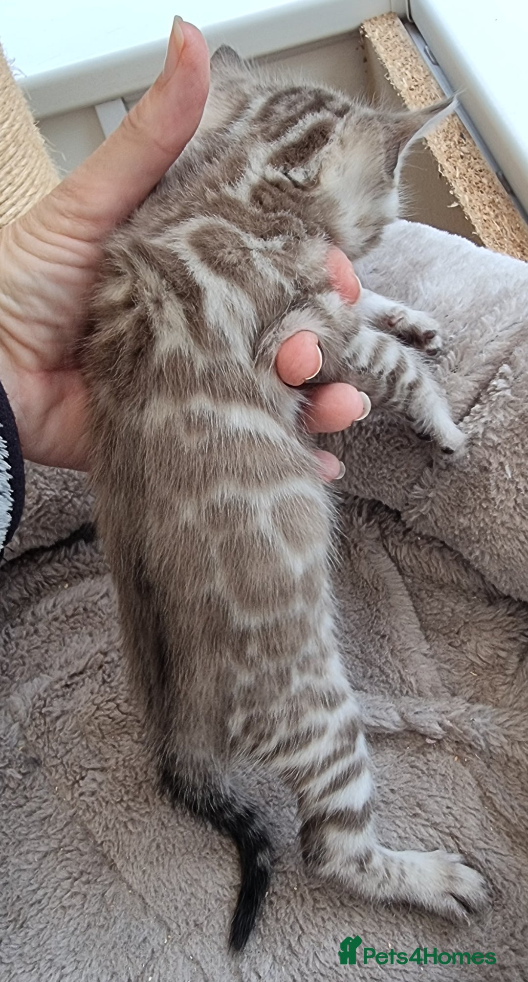Bengal cats for sale: TICA Registered Bengal Kittens–Ready End Nov 25 - Image 3