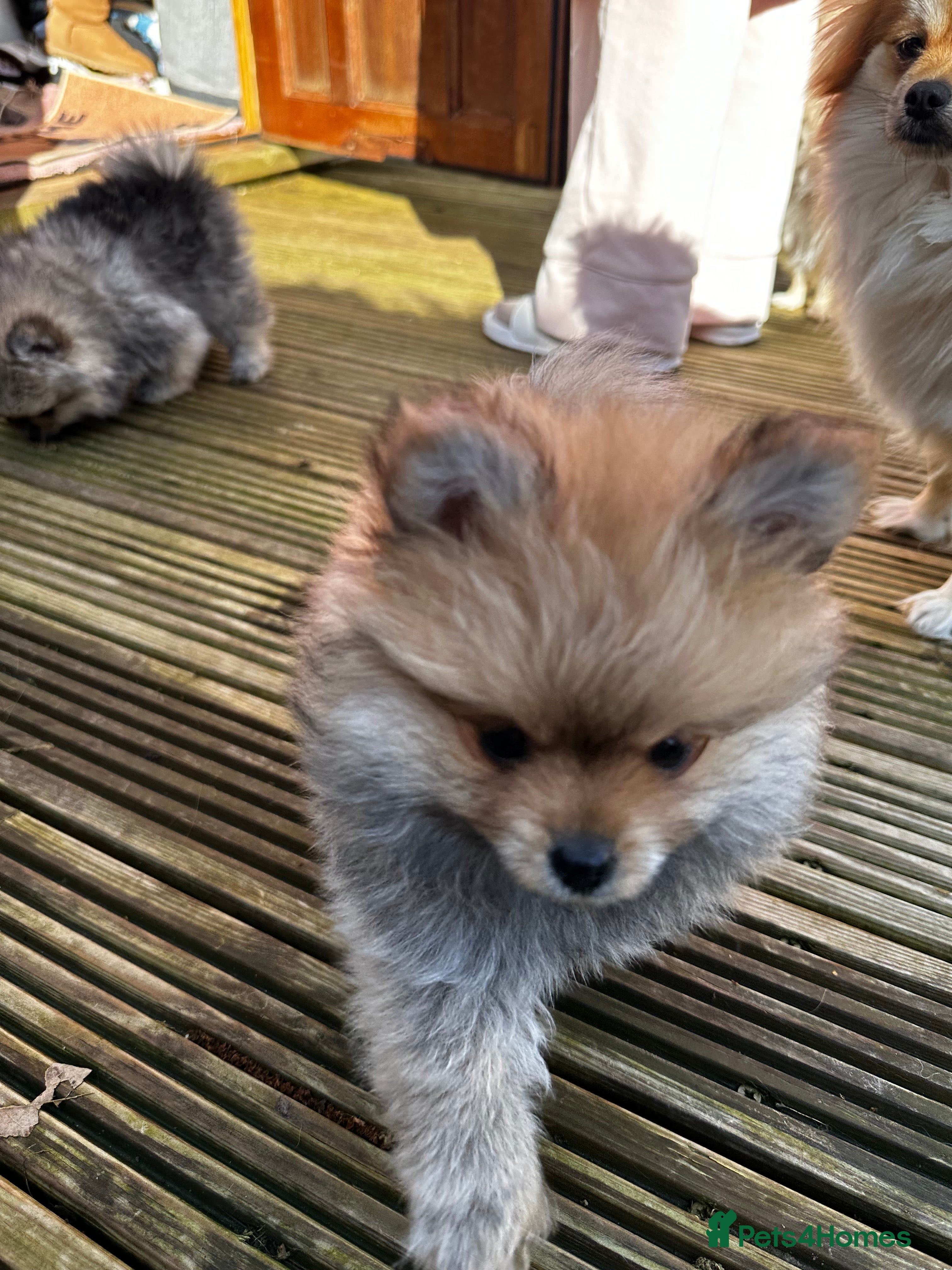 Pomeranian dogs GORGEOUS POMERANIAN PUPPIES 🐶🐶🐶 - Advert 2