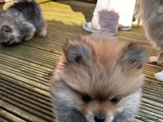 Pomeranian dogs GORGEOUS POMERANIAN PUPPIES 🐶🐶🐶 - Advert 2
