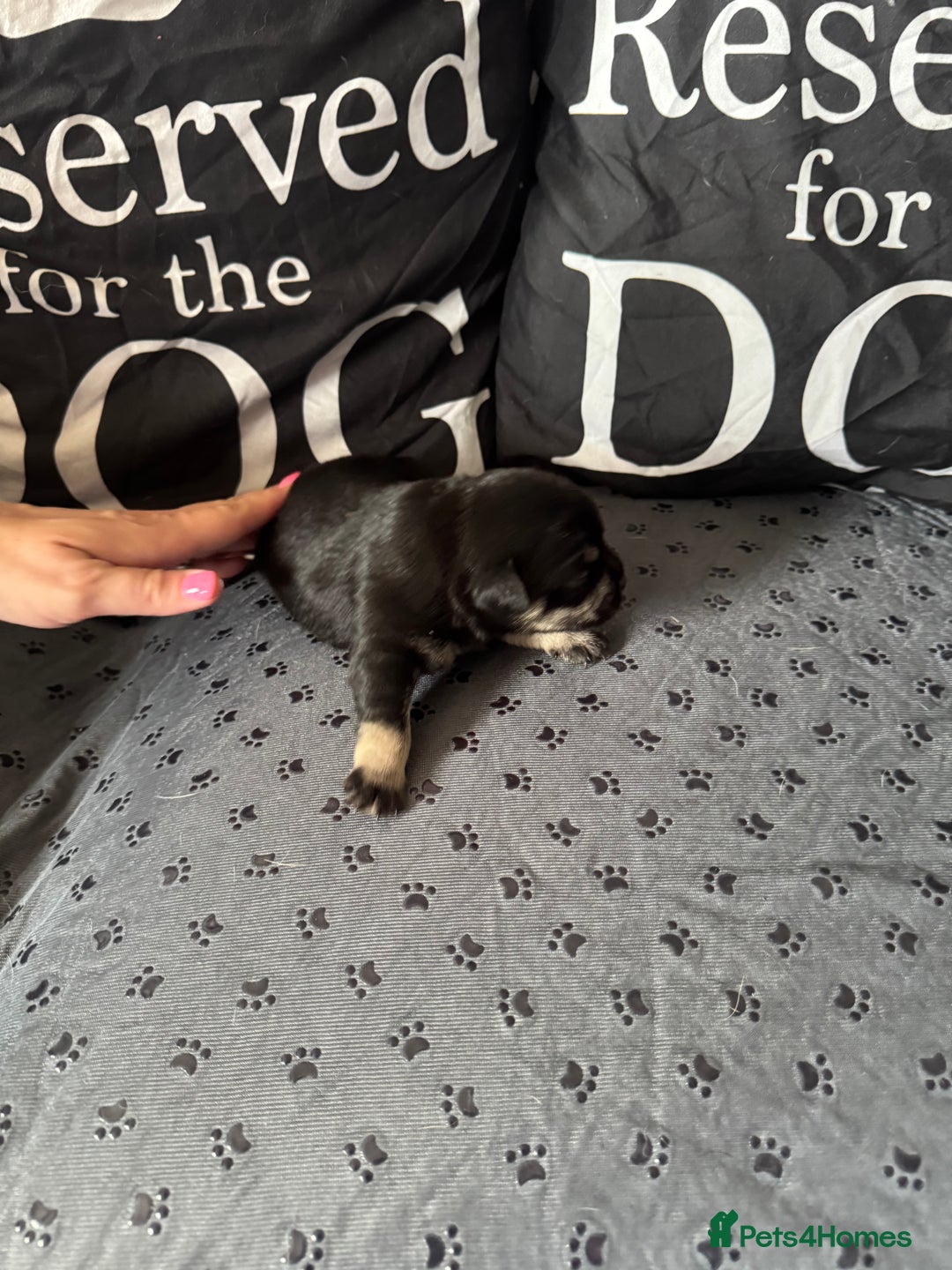 Mixed Breed dogs for sale: French Bulldog cross Manchester Terrier  - Image 3