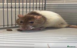 Rat rodents for sale: Muffin - Image 2