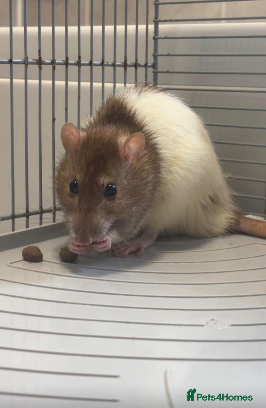 Rat rodents for sale: Muffin - Image 2