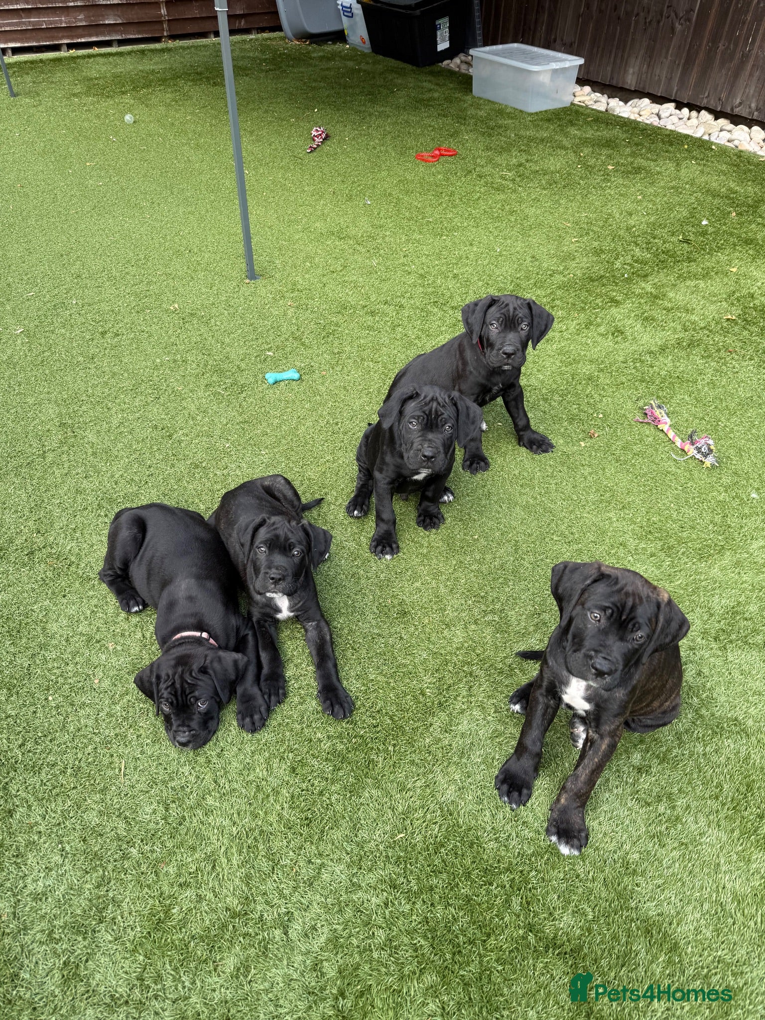 Cane Corso dogs Cane corso puppies - Advert 2