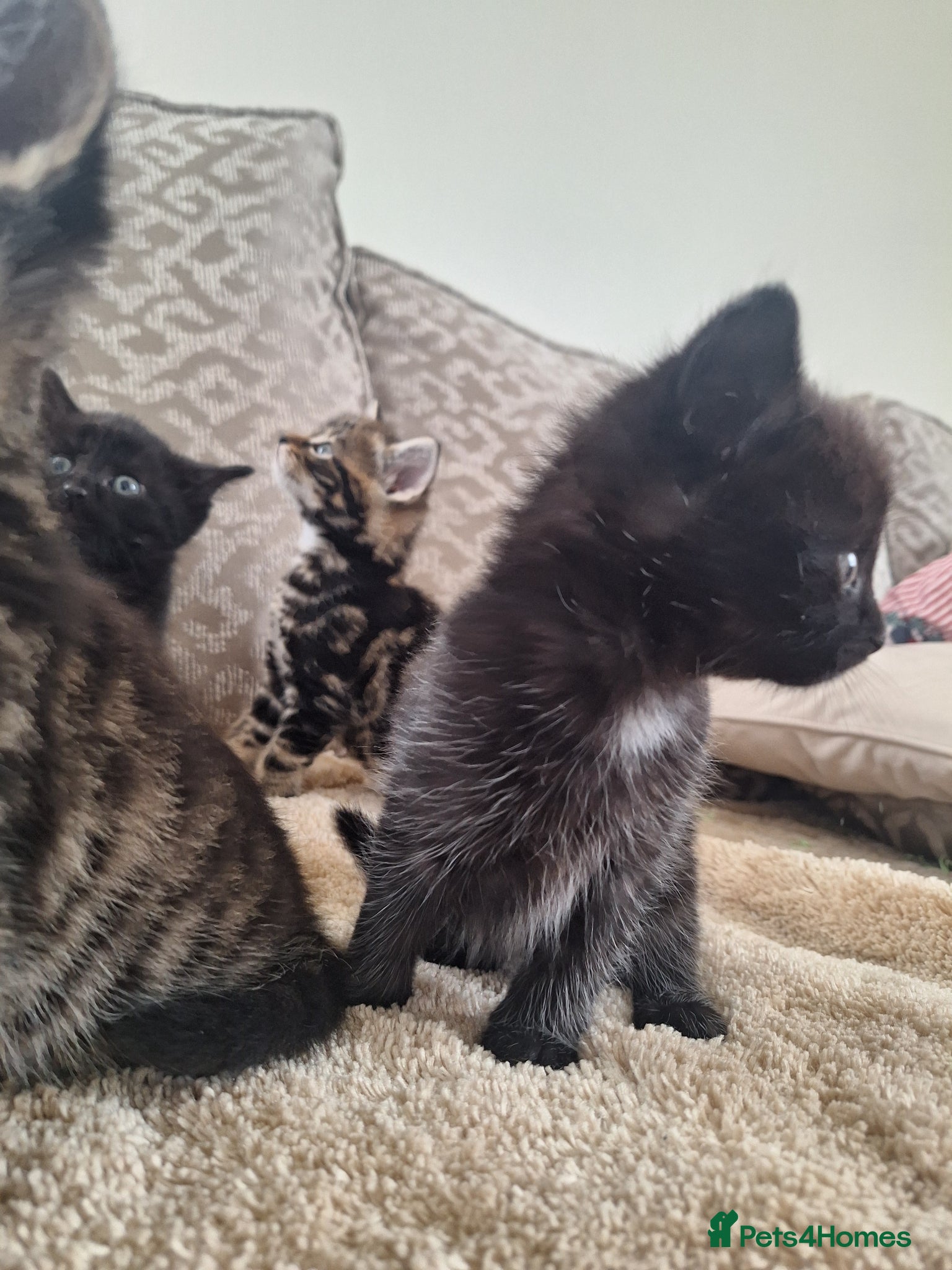 Mixed Breed cats Very rear smokey kittens  - Advert 2