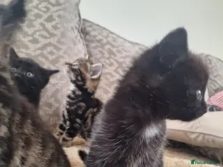 Mixed Breed cats Very rear smokey kittens - Advert 2