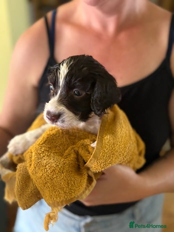 English Springer Spaniel dogs - Advert 3