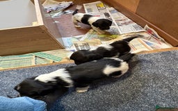 Sprocker dogs for sale: Beautiful Sprocker Spaniel puppies  - Image 6