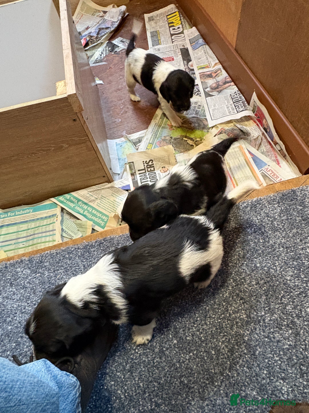 Sprocker dogs for sale: Beautiful Sprocker Spaniel puppies  - Image 6