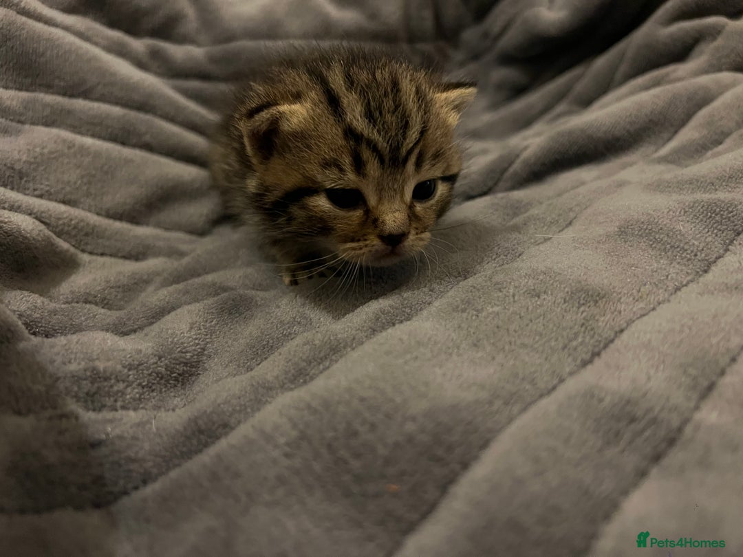 British Shorthair cats for sale: 4 Beautiful British Shorthair cross Kittens  - Image 17