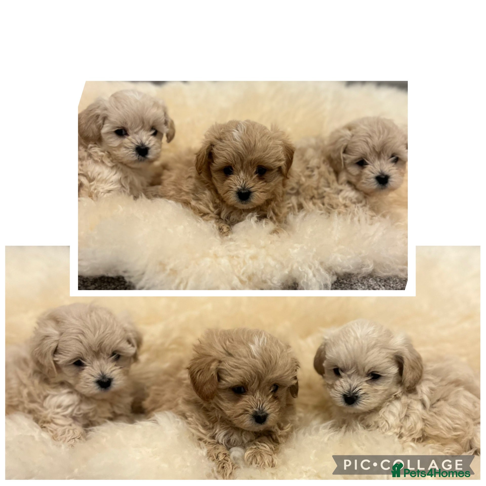 Maltipoo dogs for sale: OUTSTANDING TOY/KOREAN MALTIPOOS  - Advert 1