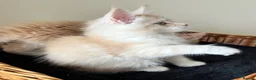 Maine Coon cats for sale: GCCF pedigree female Maine Coon kittens  - Advert 12
