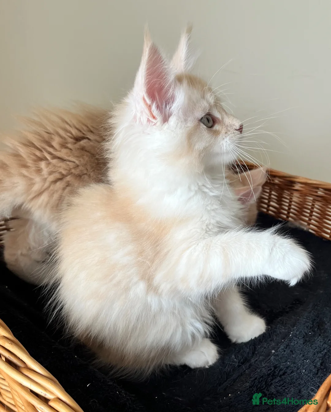 Maine Coon cats for sale: GCCF pedigree female Maine Coon kittens  - Advert 12