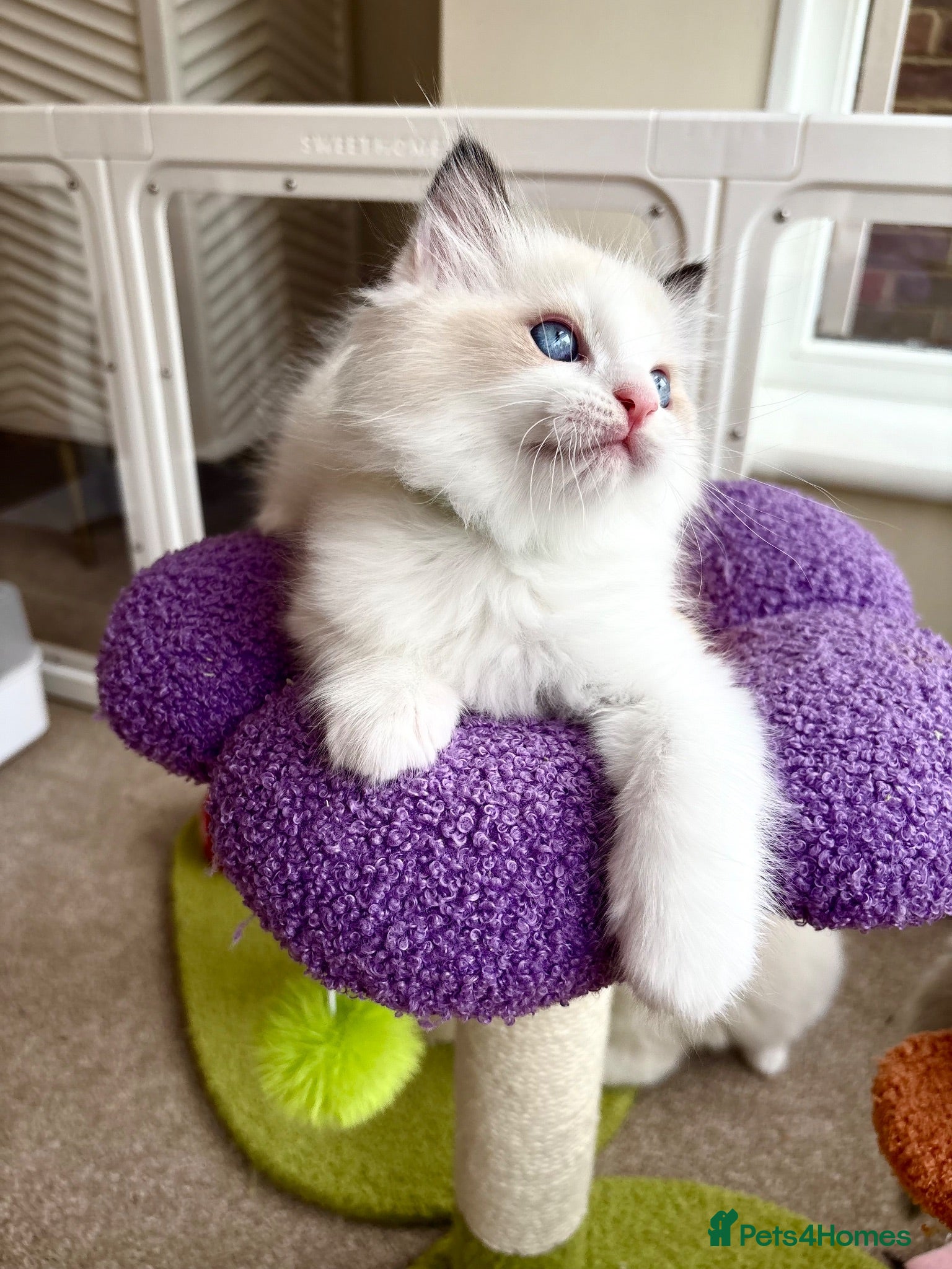 Ragdoll cats Gorgeous Tica registered Ragdoll  kittens - Advert 15