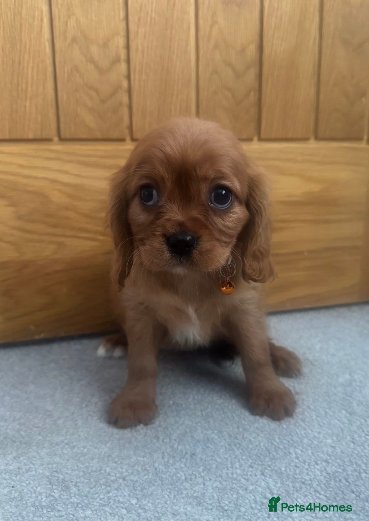 Cavalier King Charles Spaniel dogs Health tested cavalier King Charles  - Advert 10