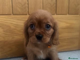 Cavalier King Charles Spaniel dogs Health tested cavalier King Charles - Advert 8