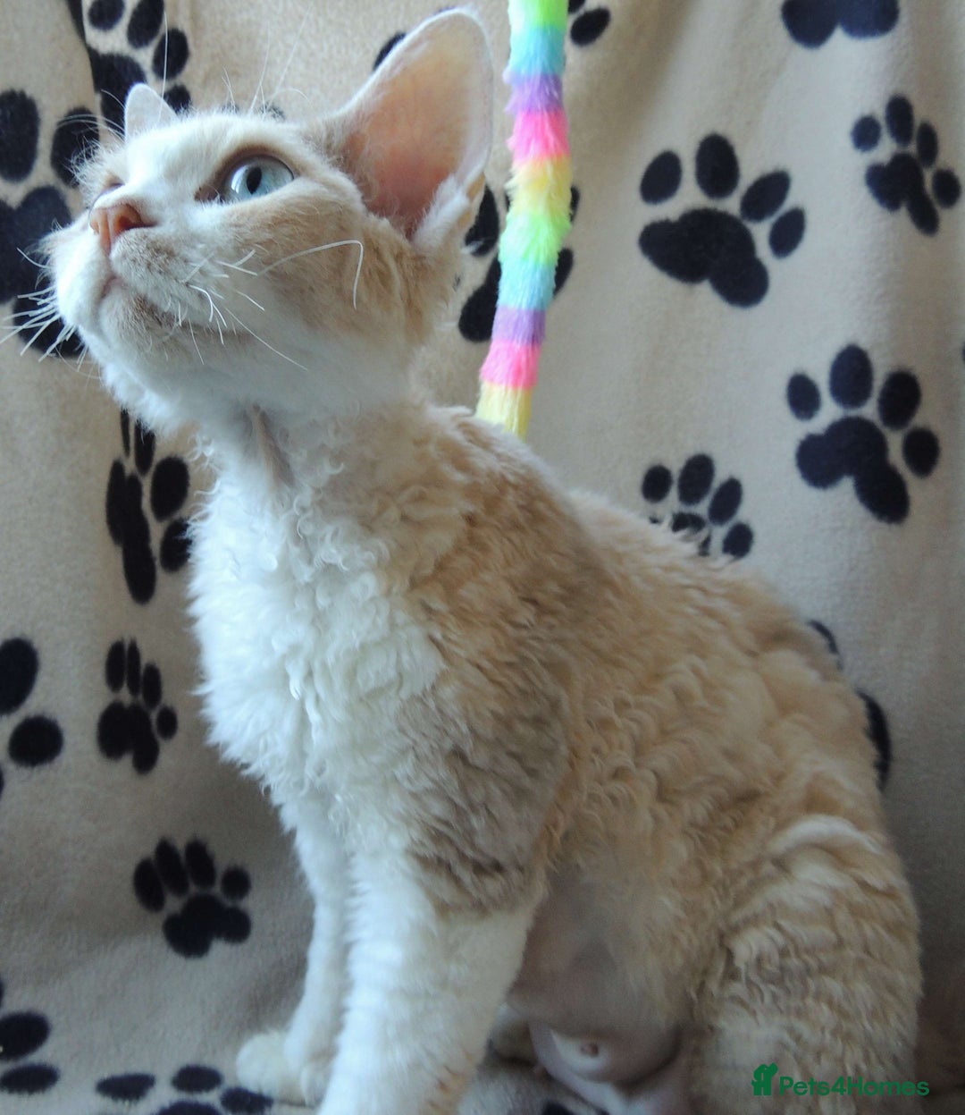 Devon Rex cats for sale: Beautiful Devon Rex Kittens - GCCF registered - Image 32