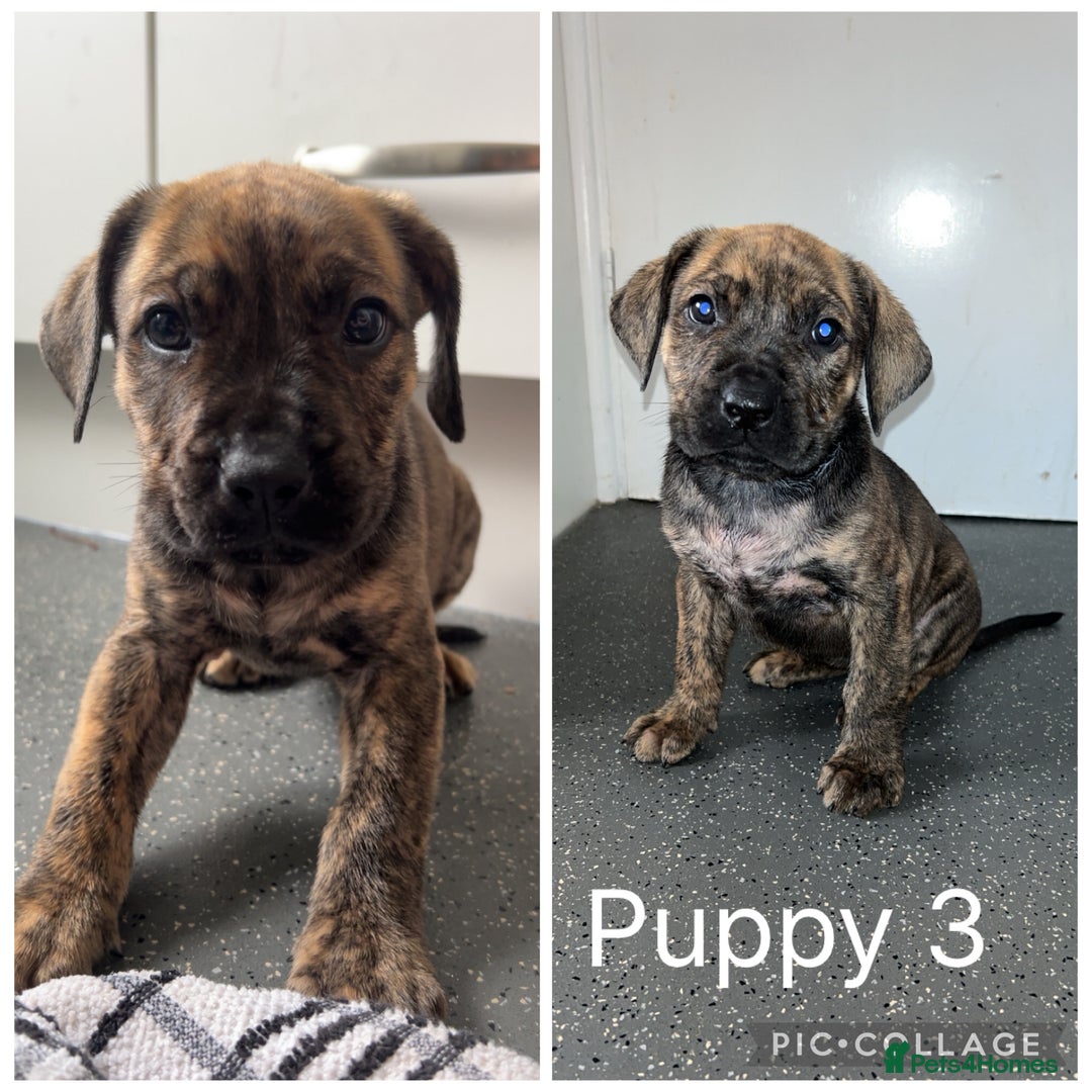 Presa Canario dogs for sale: Presa Canario pups - Image 3