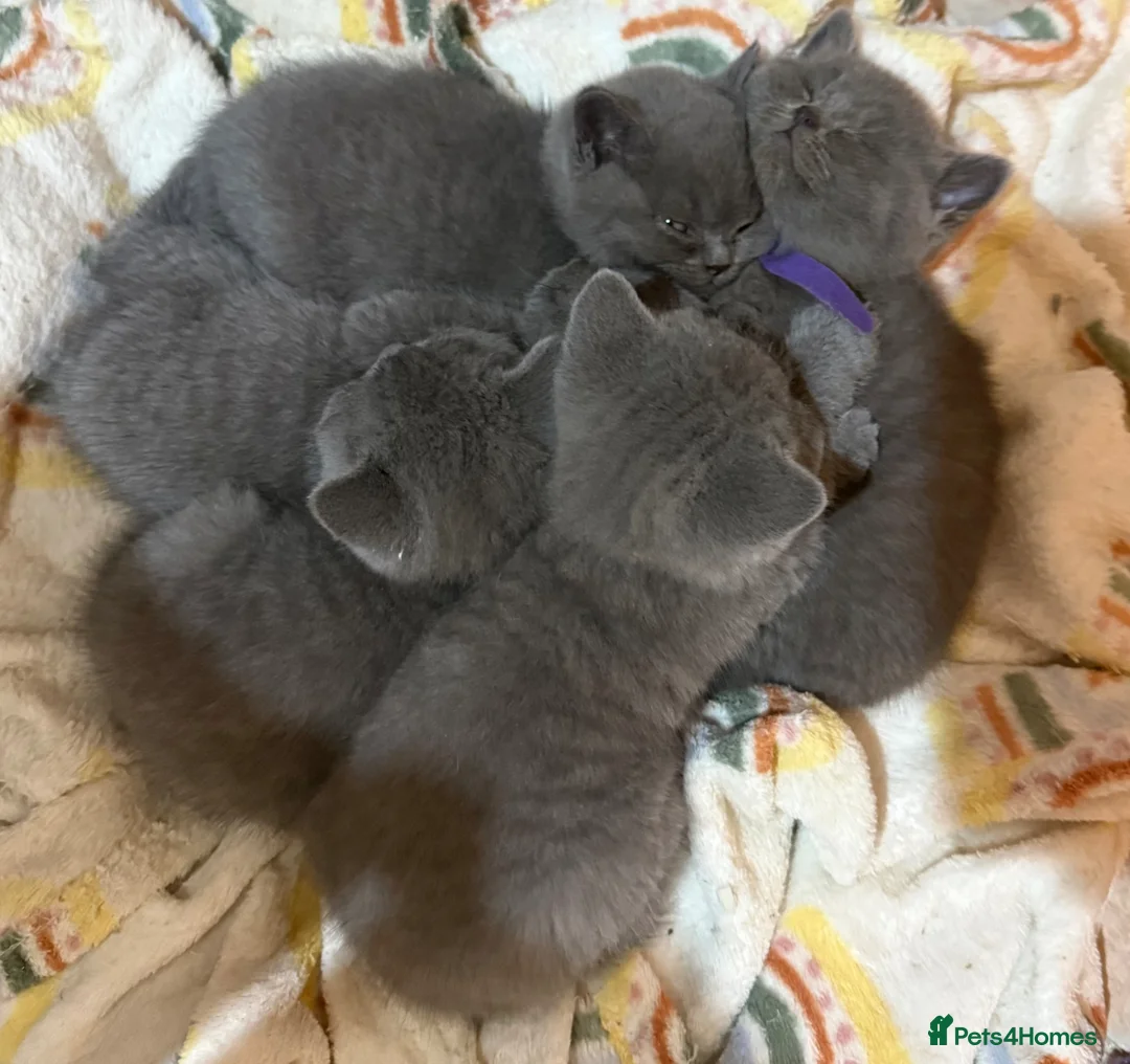 British Shorthair cats for sale: British shorthair kittens - Advert 30