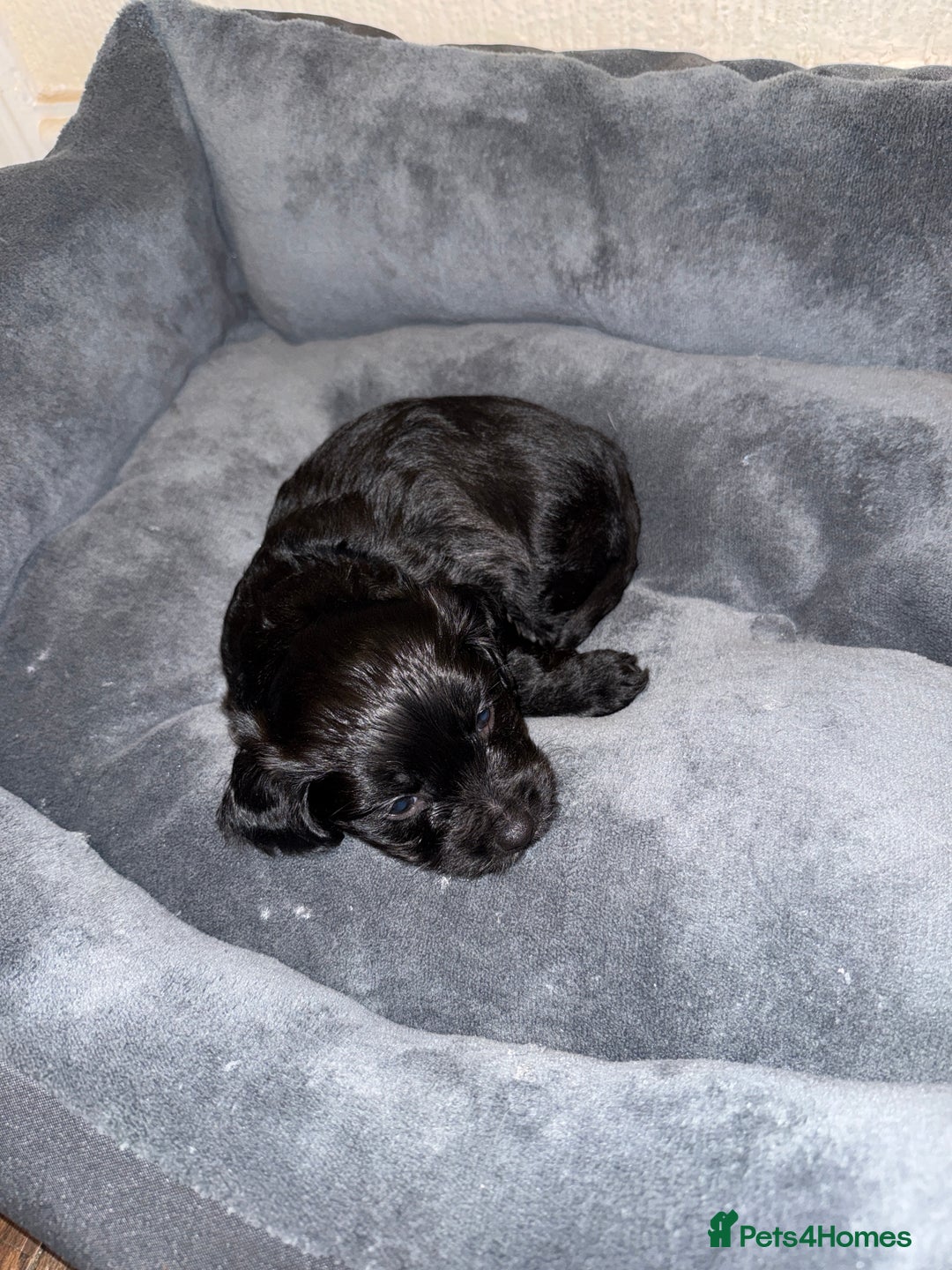 Mixed Breed dogs for sale: Corkiepoo puppies for sale 🐶 - Advert 7