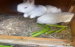Netherland Dwarf rabbits for sale: netherland dwarf male and female with hutch  - Image 2