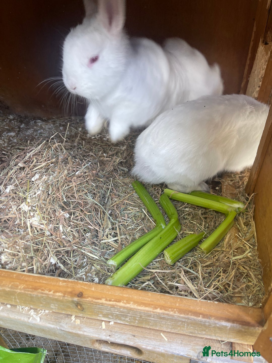 Netherland Dwarf rabbits for sale: netherland dwarf male and female with hutch  - Image 2