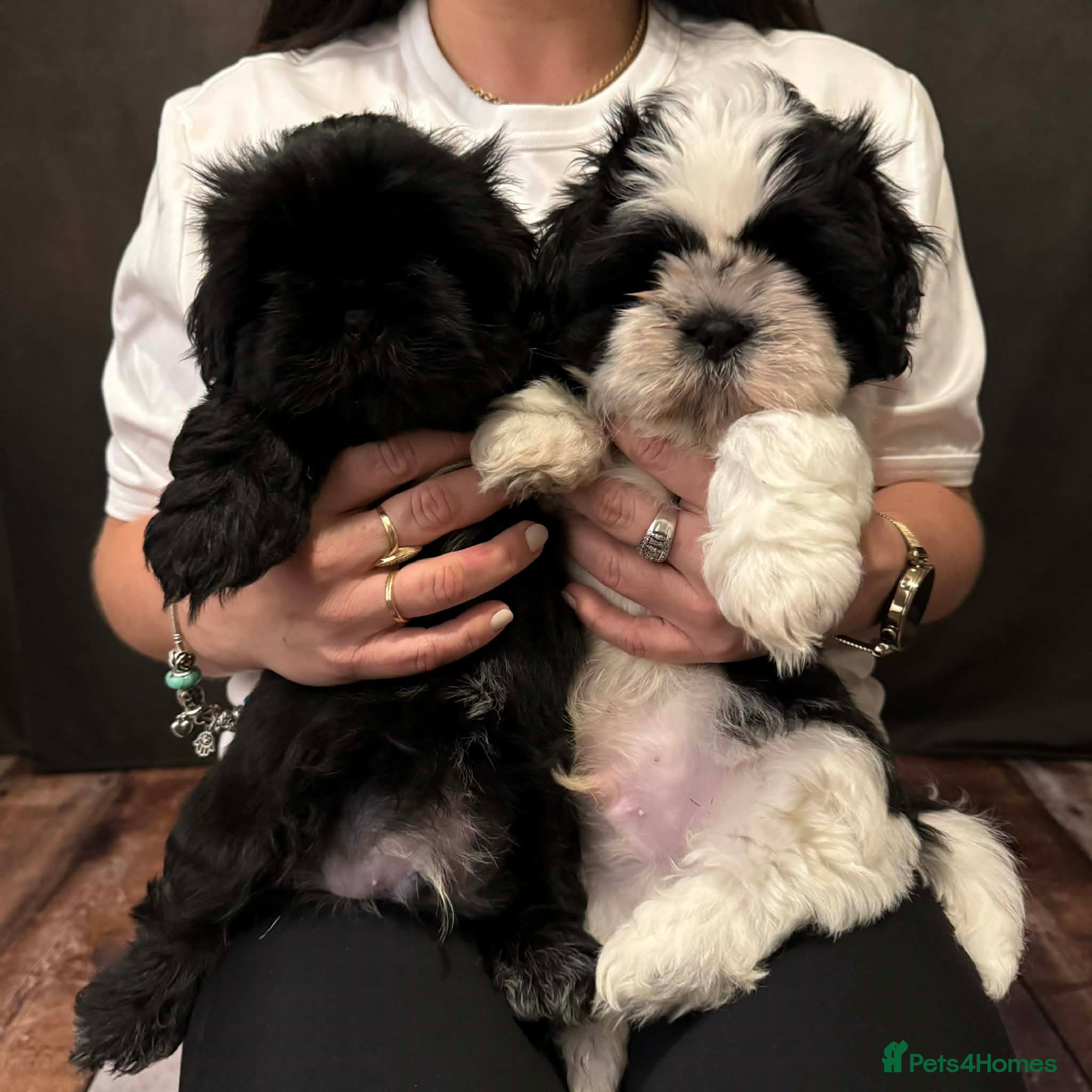 Shih Tzu dogs BEAUTIFUL IMPERIAL SHIH TZU PUPPIES  - Advert 9