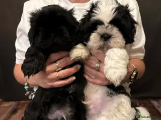 Shih Tzu dogs BEAUTIFUL IMPERIAL SHIH TZU PUPPIES - Advert 9