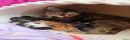 Mixed Breed cats for sale: 5 Moggy Kittens  - Advert 14