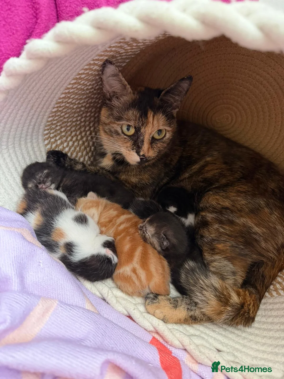 Mixed Breed cats for sale: 5 Moggy Kittens  - Advert 14