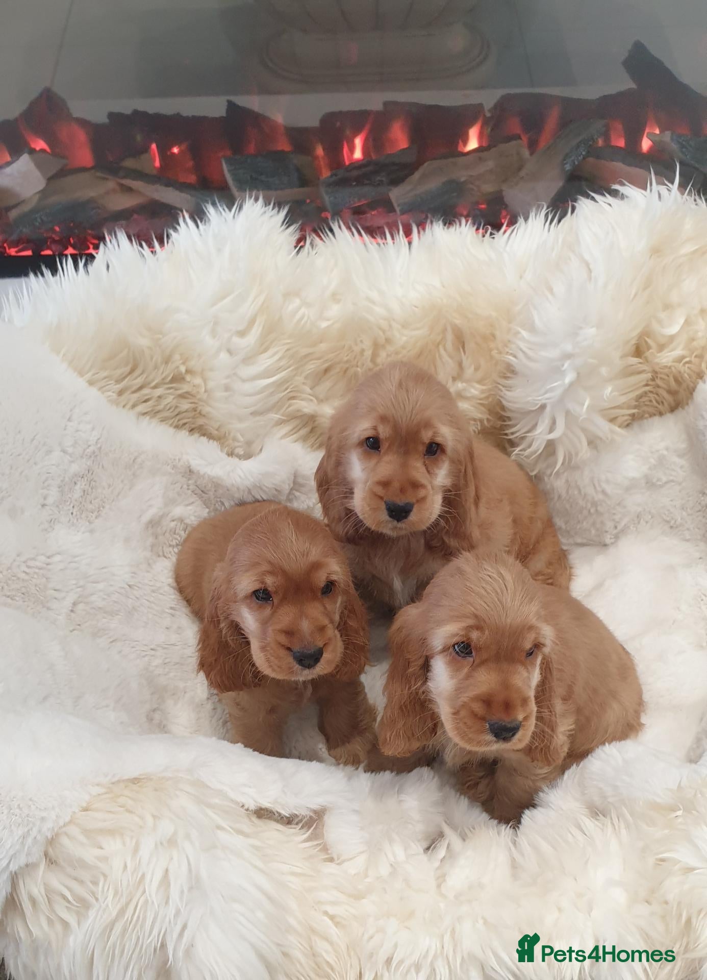 Cocker Spaniel dogs Show line K.C Cocker Spaniel Puppies  - Advert 1