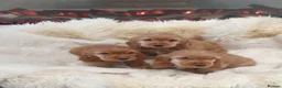 Cocker Spaniel dogs for sale: Show line K.C Cocker Spaniel Puppies  - Advert 17