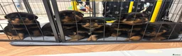 Rottweiler dogs for sale: ROTTWEILER PUPPIES 🐾 in Swansea - Advert 1