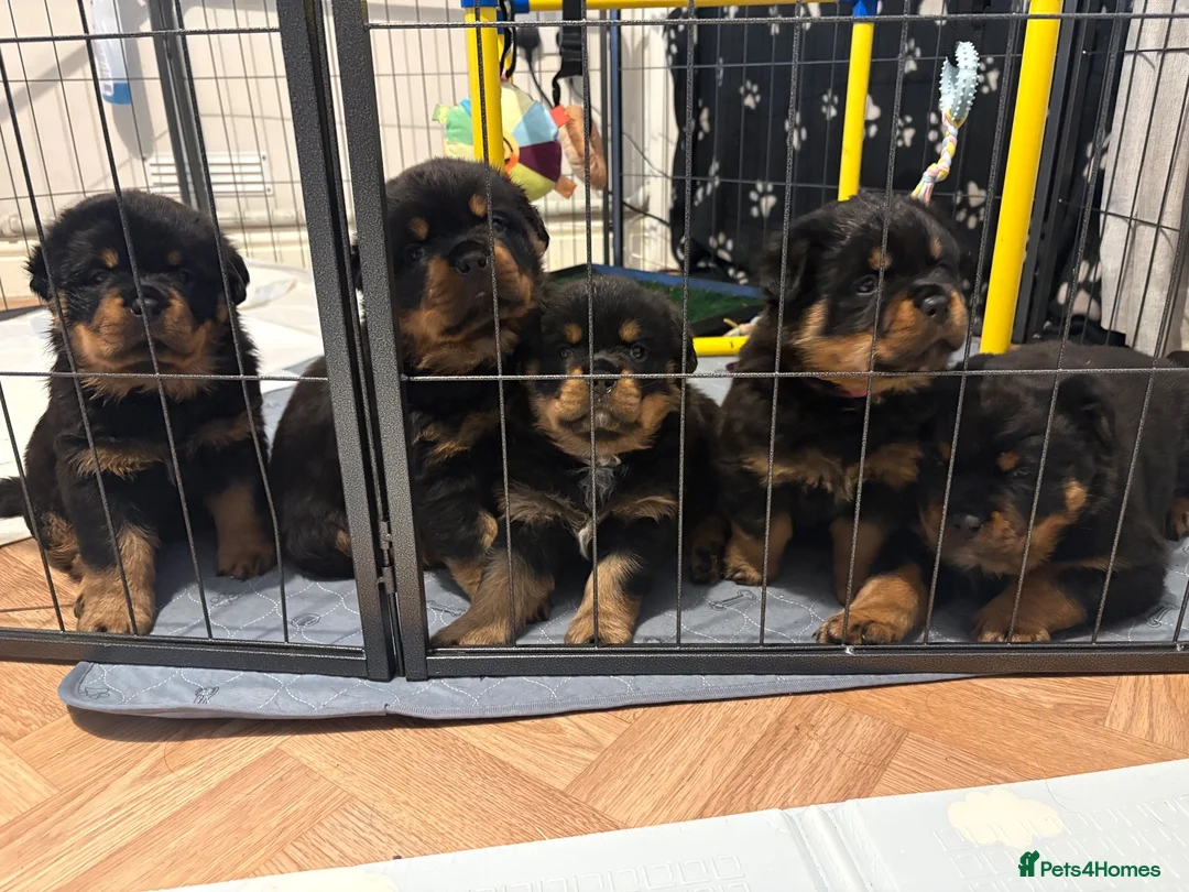 Rottweiler dogs for sale: ROTTWEILER PUPPIES 🐾 in Swansea - Advert 1