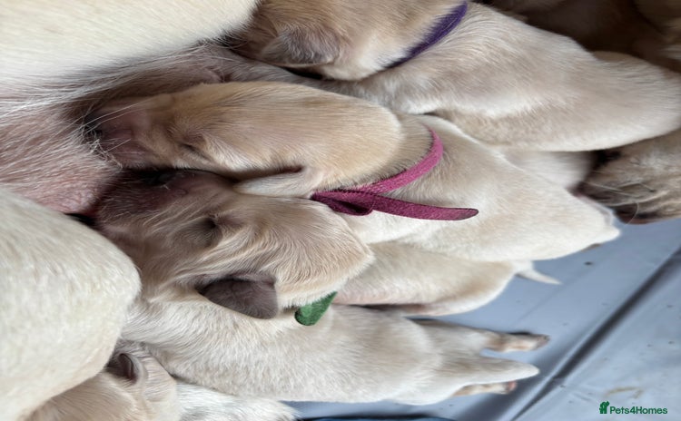 Golden Retriever dogs - Advert 1