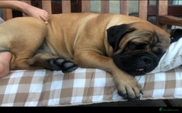 Bullmastiff dogs for sale: Beautiful Bullmastiff girl - Image 2