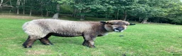 Sheep livestock for sale: Pedigree Coloured Ryeland Ewe, Shearlings and rams - Advert 3